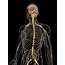 Human Nervous System Artwork Photograph By Sciepro