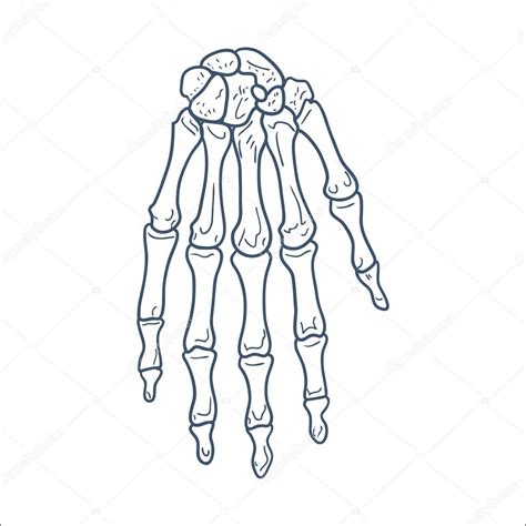 Hand Bones Drawing At Getdrawings Free Download