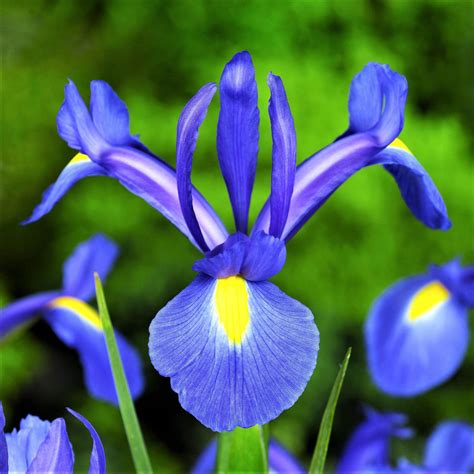 Dutch Iris Planting Guide Easy To Grow Bulbs