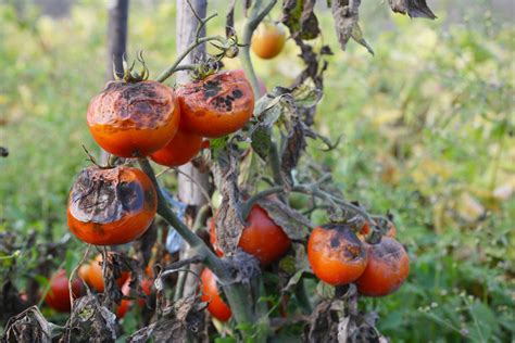 Identifying Preventing And Treating Tomato Blight Plantura