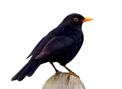 Common Blackbird Png All