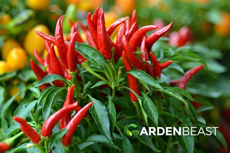 How To Plant And Grow Chilli Peppers At Home Complete Guide