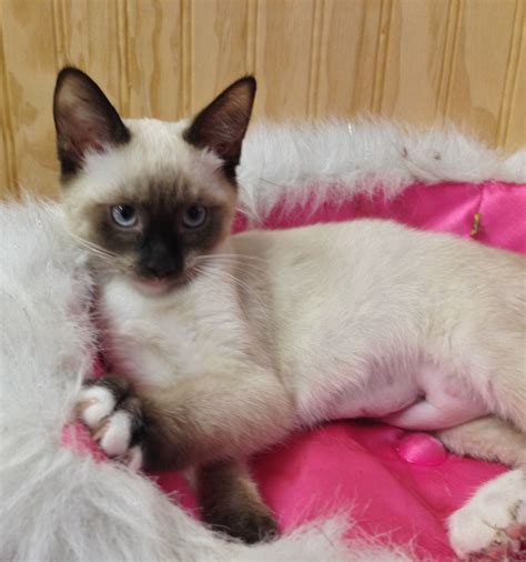 Siamese Kittens Near Me For Adoption - alligator fish aquarium