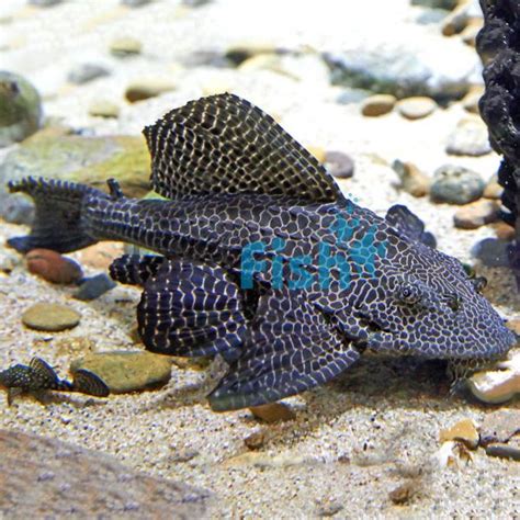 Spotted Sailfin Plecostomus 8cm Delivered To Your Door In Australia
