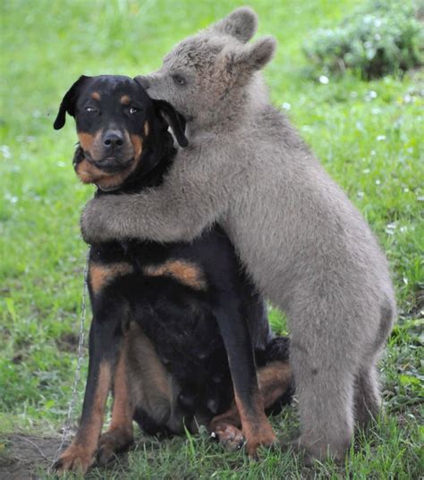 Dog And Bear Photos Animal Odd Couples Ny Daily News