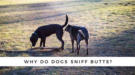 Why Do Dogs Sniff Butts And How It Might Save Their Life