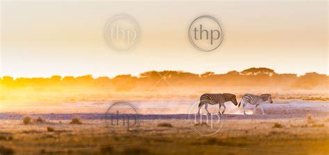 zebra at sunset in botswana africa with beautiful sunset light thpstock