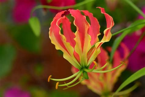 Flame Flowers