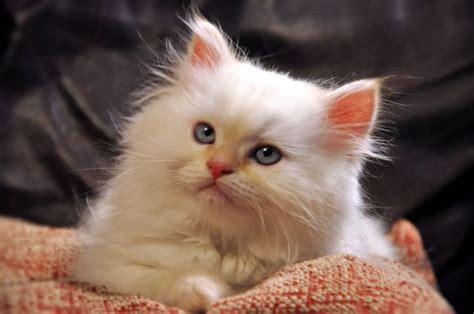 Burkwit noted that flame point himalayans have a very appealing outgoing personality, which keeps people laughing at their antics. . Flame Point Himalayan Kitten...just like my Suga Belle ...