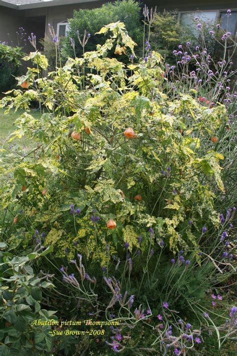 Grows well in auburn, citrus heights, elk grove, folsom, rocklin, roseville and sacramento. PlantFiles Pictures: Abutilon, Flowering Maple 'Thompsonii ...