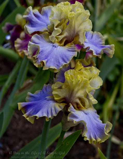 Schreiners Iris Garden Welcome To Erins World