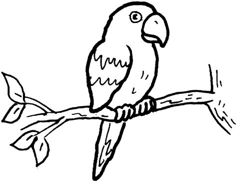 Контурные рисунки с попугаями ФОТО