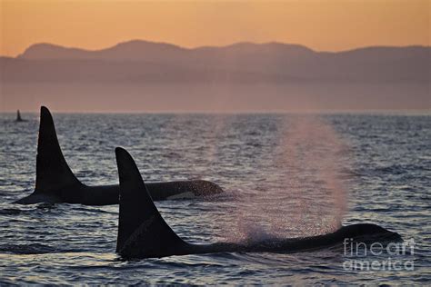 Award Winning Photo Of Two Killer Whales At Sunset Dramatic Silhouette