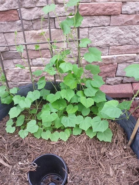 Mouse Melon Cucamelon 2 Weeks Growth Here Vined Well No Fruit