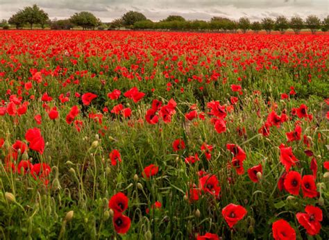 The Perfect Texas Hill Country Wildflower Day Trip