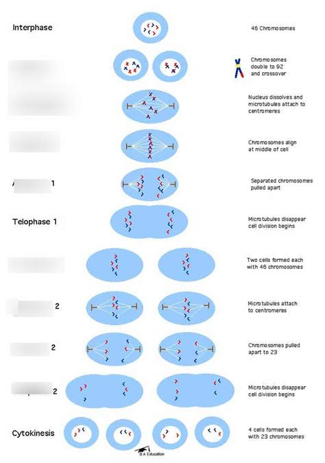 8 Stages Of Meiosis Diagram Quizlet