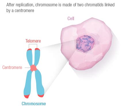 Eukaryotic Chromosome Diagram