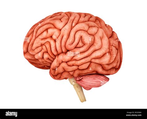 Anatomia Del Cervello Umano Vista Laterale Foto Stock Alamy