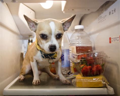 15 Dogs Better At Housekeeping Than You The Dog People By