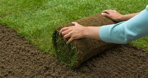 Should You Plant Seed Or Install Sod On That New Lawn