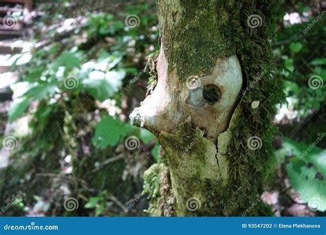 Der Baum Mit Dem Gesicht Stockfoto Bild Von Nave Baum 93547202