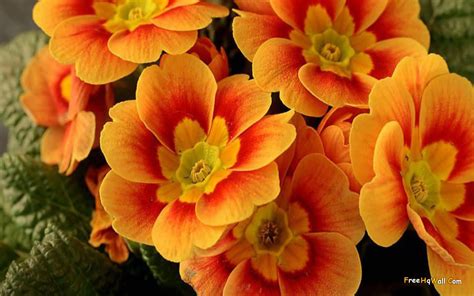 Beautiful Orange Flowers Wallpaper Hd Wallpaper