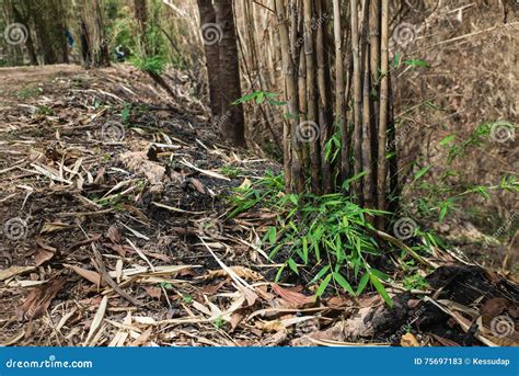 The Burnt Bamboo In The Forest After Wildfire Stock Image Image Of Environment Disaster 75697183