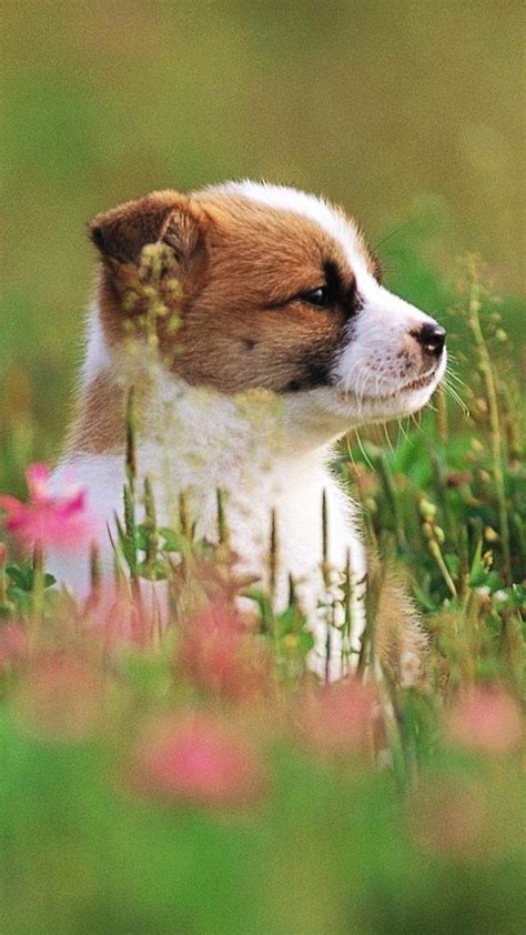 Cute Puppies Phone Wallpapers Wallpaper Cave