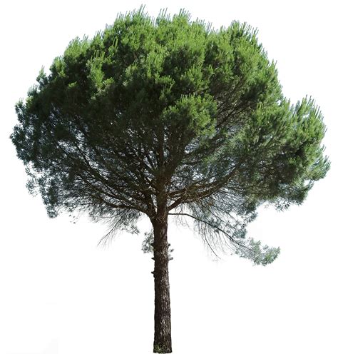 Pinus Pinea Iv Tree Plan Photoshop Tree Textures Trees Top View