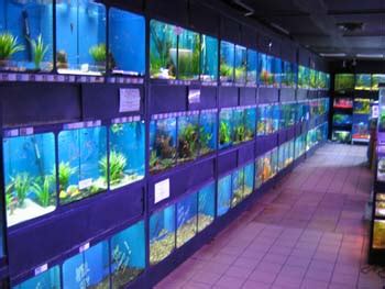 Go ahead and explore our online pet shop we are sure you won't be disappointed. 1000+ images about Fish Store on Pinterest