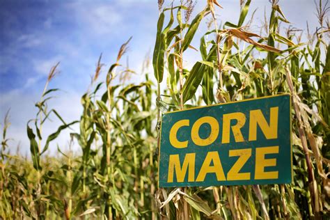 Sunlit Spaces Diy Home Decor Ideas Corn Maze Maze Corn
