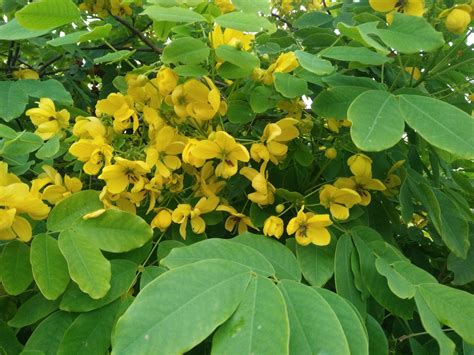 Cassia Fistula Leaf