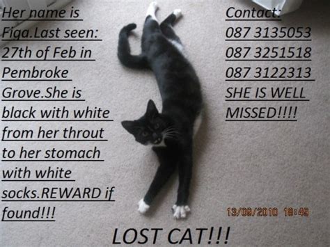 Lost Black And White Female Cat Munster Lost And Found Pet Helpline