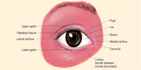 Structure Of Eye Structure And Function Of An Human Eye