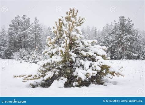 Christmas Tree In Snowy Winter Forest Stock Photo Image Of Background