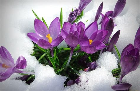 Beautiful Winter Flowers Wallpaper Purple Spring Flowers Spring