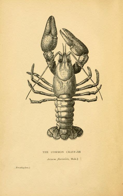 Vintage Ephemera Book Illustration Male Crayfish 1895 Book