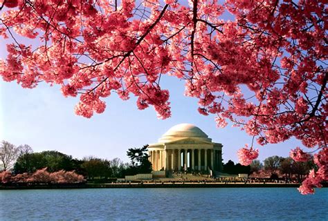 National Cherry Blossom Festival Series Most Enchanting And Vibrant
