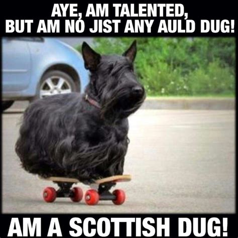 Well That Explains Everything Scottish Terrier Scottie Terrier