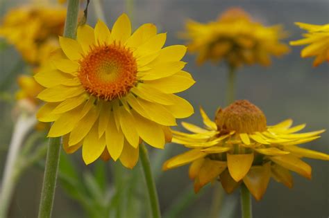 Black background color emphasizes bright colors of colors. Wild Flower | One of the bright yellow flower found on the ...