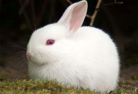 Почему у белых кроликов красные глаза Мой сад и огород