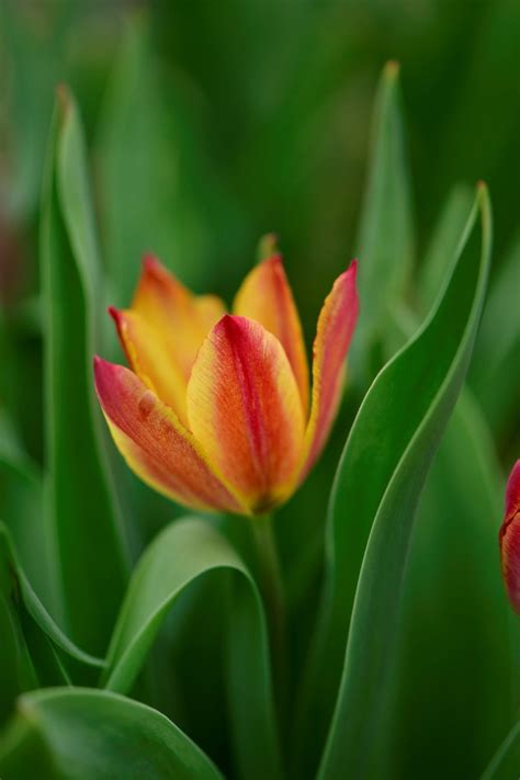 Tulipomania Botanics Stories