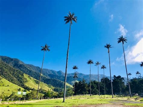 Hiking Cocora Valley—the Ultimate Trip Planning Guide My Flying Leap