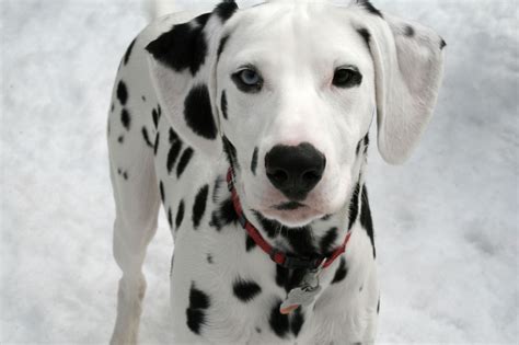 Dalmatian Breed Guide Learn About The Dalmatian