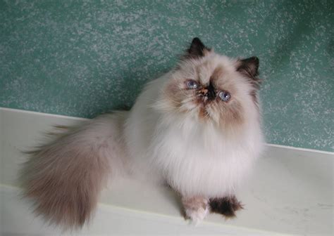 8 Advantages Of Lilac Point Himalayan Cat And How You Can Make Full Use