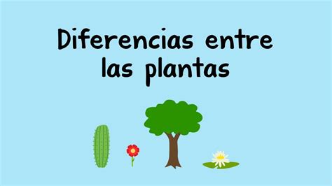 Cuáles son las diferencias entre las plantas con y sin flores ES