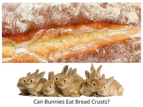 Yes or No: Can Rabbits Eat Bread? · Hobby Farm Heaven