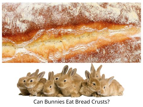 Yes Or No Can Rabbits Eat Bread · Hobby Farm Heaven