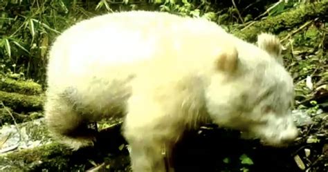 First Ever Documented Photos Of Entirely White Albino Giant Panda Revealed