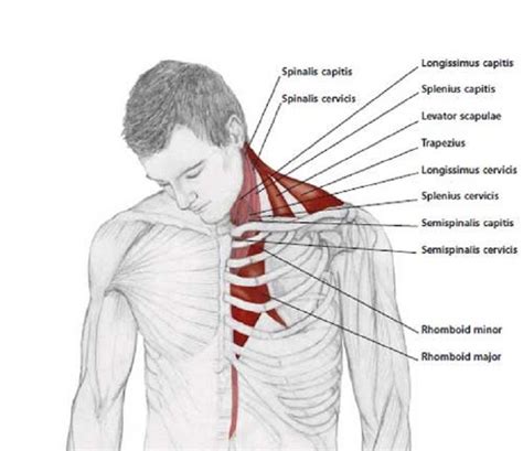Neck And Shoulder Anatomy Diagram Diagram Of The Cervical Nerves Full
